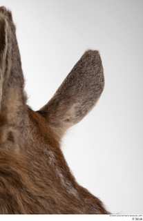 Deer doe ear 0010.jpg